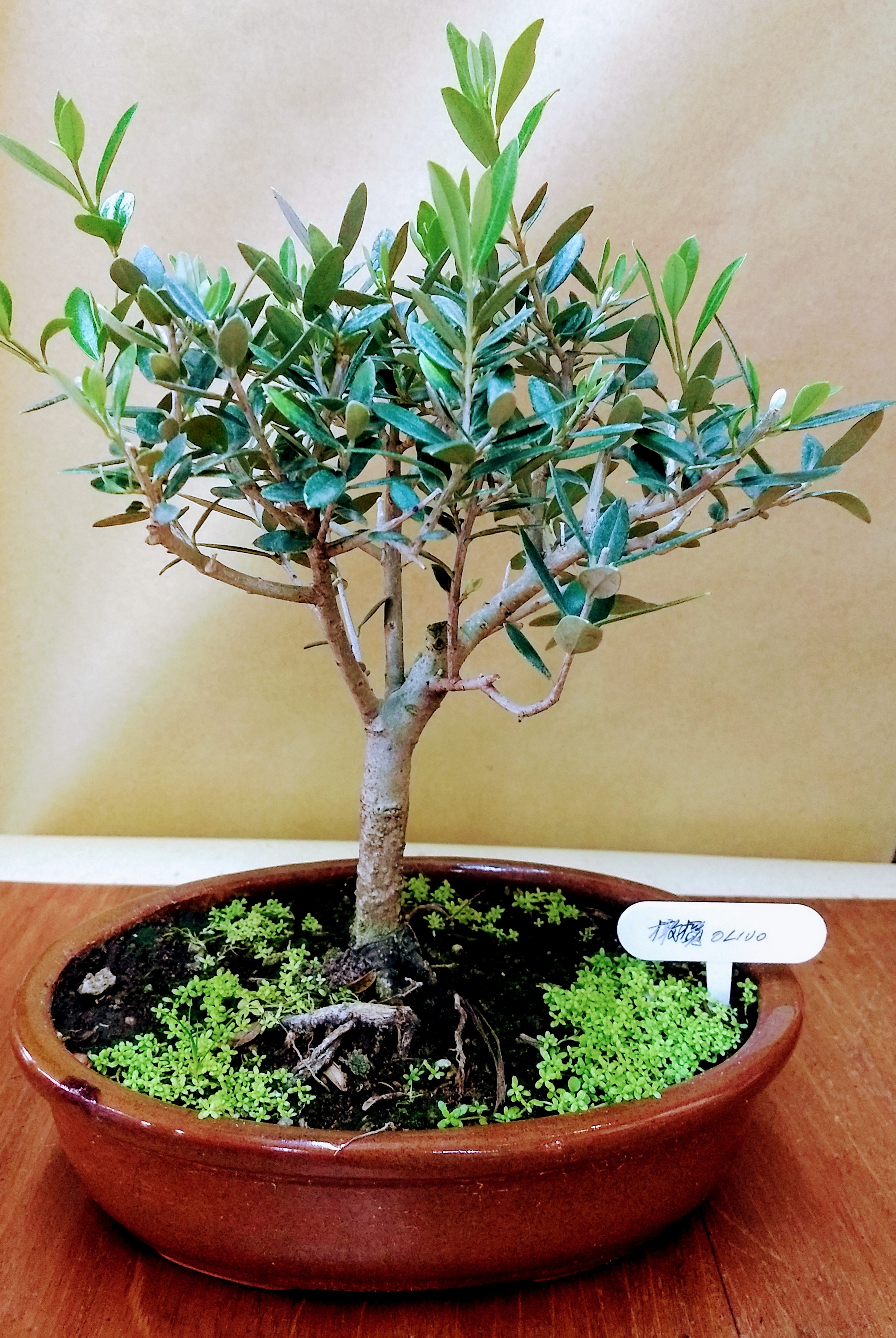 BONSAI